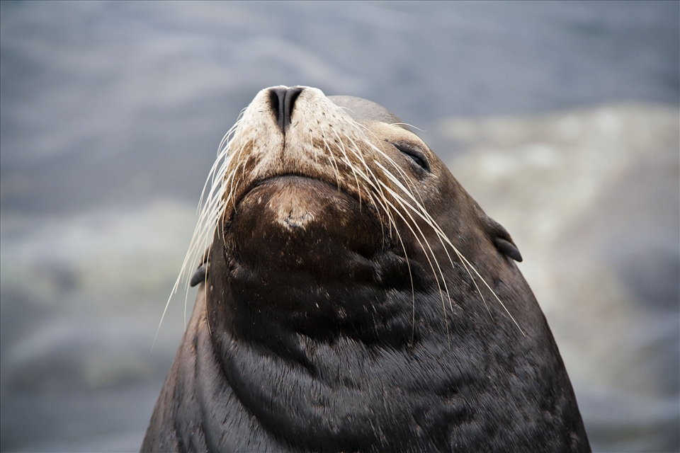 Here's lookin' at you - Whilst I was walking towards the Coast Guard Pier in Monterey, there was this Sea Lion casually sunbathing on his own. He was trying to ignore me but he was still keeping an eye on me! 
