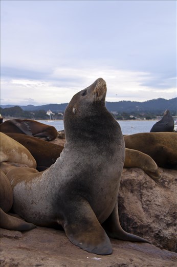 Relaxing - This Sea Lion was smaller than the rest but did not let the others intimidate him. They were barking at him for ages but he ignored them and certainly did not let that effect his chill out time!