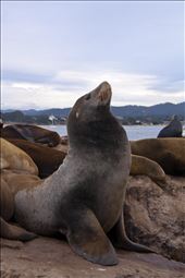 Relaxing - This Sea Lion was smaller than the rest but did not let the others intimidate him. They were barking at him for ages but he ignored them and certainly did not let that effect his chill out time!: by mizznomadic, Views[202]