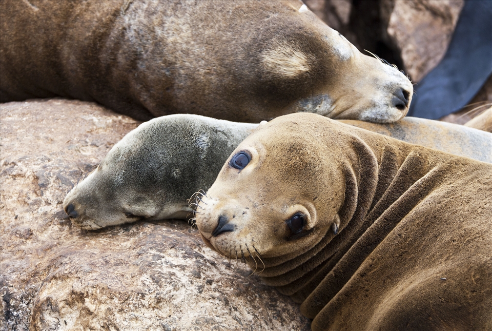 Family - This is my favourite out of the set, this mother kept looking at me and then down at her pup being a protective mum cuddling with her baby