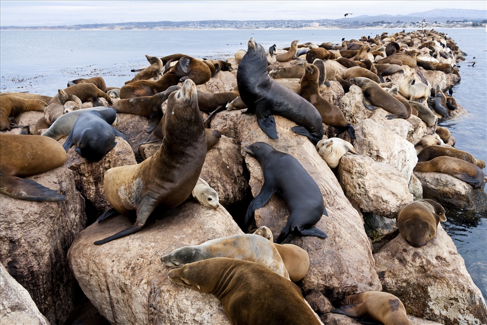 Abundance -  A pier in Monterey with a view, this was barricaded off to the public with high iron bars, so to protect the Seal Lions