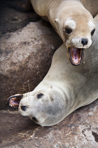 Playing - These little pups barely stopped scrapping, it was amazing!...they kept on for a while and then seemed both so exhausted and stopped for a bit, then started again, it reminded me of me and my siblings when we were younger!.  