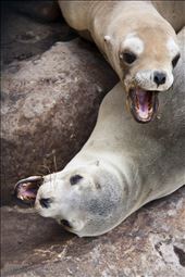 Playing - These little pups barely stopped scrapping, it was amazing!...they kept on for a while and then seemed both so exhausted and stopped for a bit, then started again, it reminded me of me and my siblings when we were younger!.  : by mizznomadic, Views[241]
