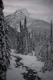 Donned in snowshoes, those with the eagerness to truly appreciate the beauty that is a Canadian winter are rewarded with stunning views while traveling by foot throughout the backcountry.  Although many rivers and lakes do freeze over during the cold winter months, many are fast flowing, keeping the frigid ice from creeping in and closing off its water to the outside world.

Illecillewaet Valley, Roger’s Pass, British Columbia, Canada
: by mkrauss, Views[612]