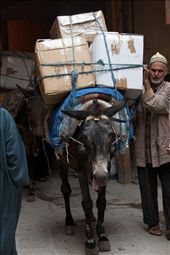 Mule: by mlahoud, Views[340]