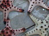'Patrick' (Sea-stars of : by mlakumlaku, Views[131]