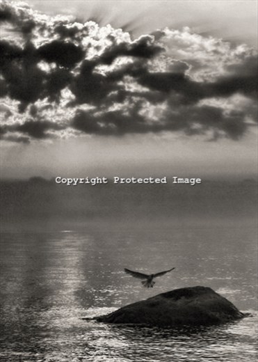 A seagull takes refuge on a protruding rock in the waters off of Orient Point at