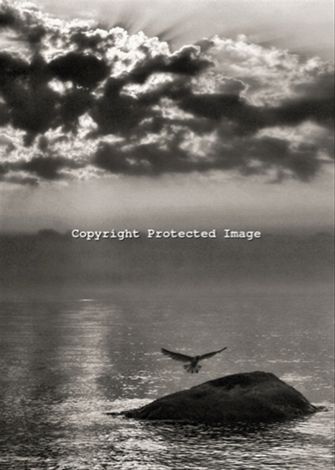 A seagull takes refuge on a protruding rock in the waters off of Orient Point at