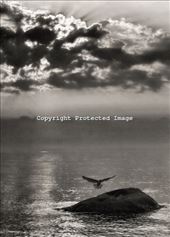 A seagull takes refuge on a protruding rock in the waters off of Orient Point at: by mlau774, Views[183]
