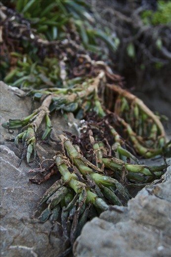 Detail of Sea Cactus on Worser Bay Beach, Wellington, NZ
