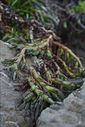 Detail of Sea Cactus on Worser Bay Beach, Wellington, NZ: by mlcn, Views[300]