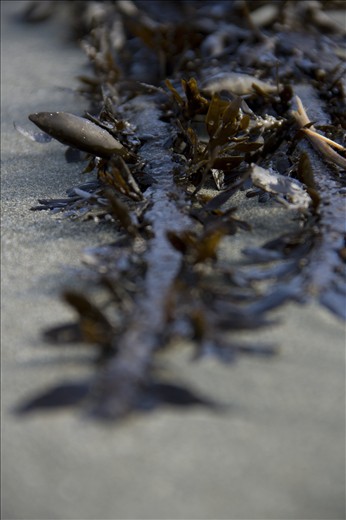 Detail of Seaweed on Worser Bay Beach, Wellington, NZ