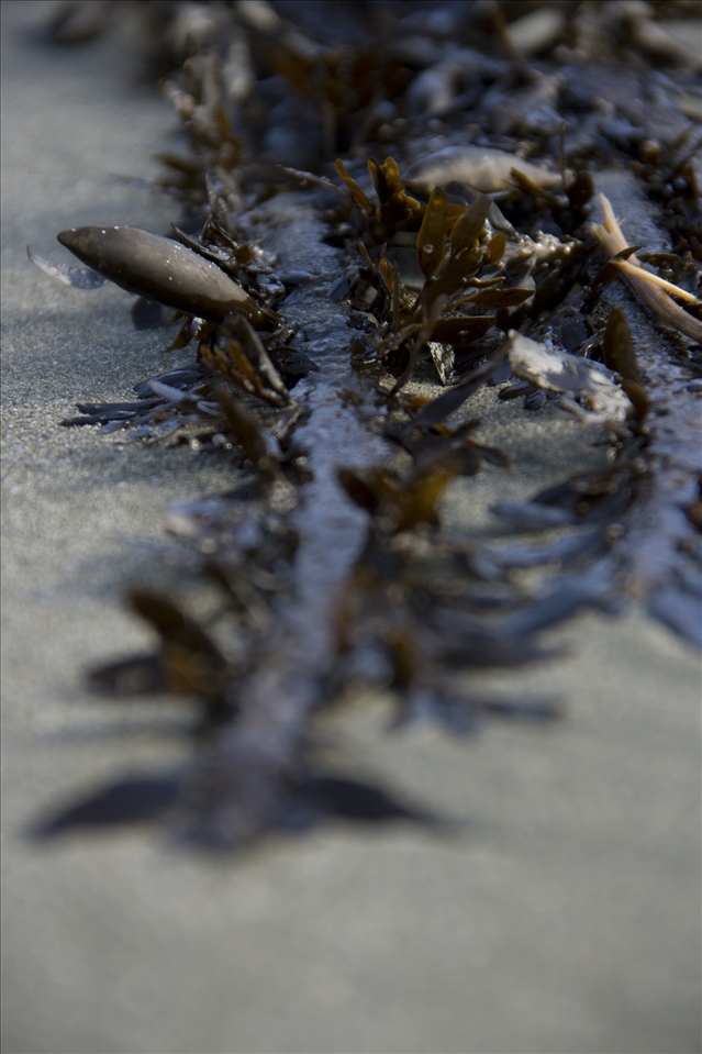 Detail of Seaweed on Worser Bay Beach, Wellington, NZ