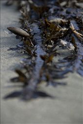Detail of Seaweed on Worser Bay Beach, Wellington, NZ: by mlcn, Views[279]