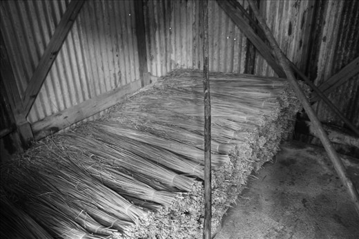 Pronounced “VEK-tee-veh” this grass is used for the roof thatching of traditional Kalinago homes. When Coy, the half-black half-Kalinago man we stayed with, started planting it, his intention was only to use it to hold the soil together; his wife had recently been sponsored to go on a workshop abroad about soil preservation. It was not until the model village initiated by the government was built that he realized this would be one of his most valuable crops going for $2 a bundle. Here you see what may not look like much but which has a traditional and monetary significance stashed away safely behind a padlocked door.