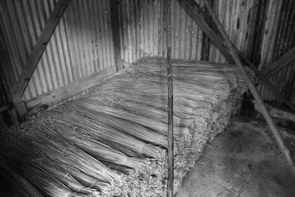 Pronounced “VEK-tee-veh” this grass is used for the roof thatching of traditional Kalinago homes. When Coy, the half-black half-Kalinago man we stayed with, started planting it, his intention was only to use it to hold the soil together; his wife had recently been sponsored to go on a workshop abroad about soil preservation. It was not until the model village initiated by the government was built that he realized this would be one of his most valuable crops going for $2 a bundle. Here you see what may not look like much but which has a traditional and monetary significance stashed away safely behind a padlocked door.