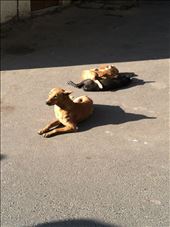 Ahmedabad: by mlodius, Views[125]