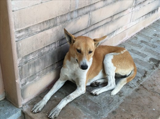 Ranakpur/On the Road