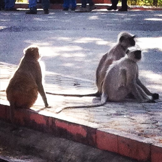 Ranakpur/On the Road
Monkeys pretending to be dogs