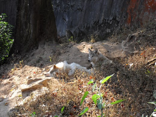 Darjeeling (wolves... not pretending to be dogs)