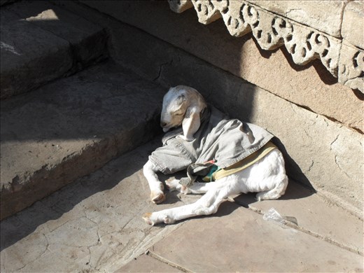 A cute goat pretending to be a dog (Ahmedabad)
