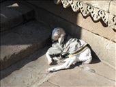 A cute goat pretending to be a dog (Ahmedabad): by mlodius, Views[128]