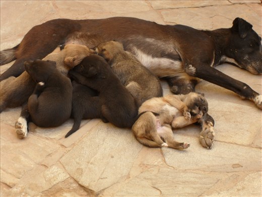 Mama and puppies - Jaipur Amer Fort