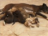 Mama and puppies - Jaipur Amer Fort: by mlodius, Views[215]