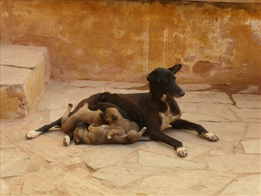 Mama and puppies - Jaipur Amer Fort