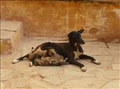 Mama and puppies - Jaipur Amer Fort: by mlodius, Views[245]