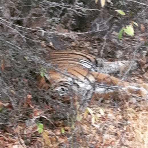 Ranthambore Preserve - tiger pretending to be a dog