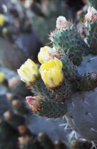 cactus plants bathed in the sun