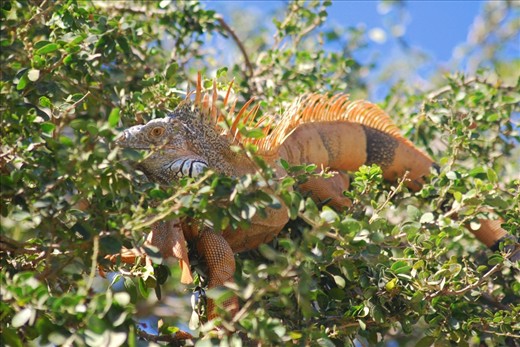 There was one specific tree that all the iguanas in the village seemed to love to chill in. All you had to do was look up the tree and zoom in to find hundreds disguised or camouflaged in different spots. I made a daily trip to photograph and stare at them for hours, but this huge one was the most impressive with its vibrant colours and size.
