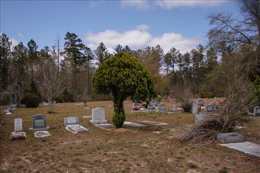 The mushroom tree attracted me before I realize that many dead people around 
