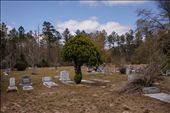 The mushroom tree attracted me before I realize that many dead people around : by mohamed-taher, Views[296]