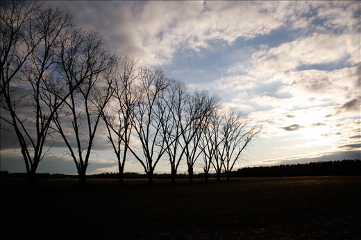 A very beautiful sunset over leafless trees of Georgia and it's going to be a