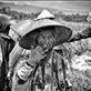this is their face, to protect the body in the work, they use a head covering, long sleeves, to protect from the heat of the sun and relieve itching due to being on the field. they use gloves so their hands are not injured.: by mohammadrezagemiomandi, Views[740]