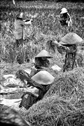 they live far away from the technology, farmers grain separation process with the help of the wind.: by mohammadrezagemiomandi, Views[674]