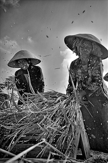 Among the dozens of people who harvest using a milling machine, there are some people who still use a simple tool to separate the grain from the stalk. They banged a bunch of rice over wood. The spirit of their age is not a barrier.