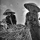 Among the dozens of people who harvest using a milling machine, there are some people who still use a simple tool to separate the grain from the stalk. They banged a bunch of rice over wood. The spirit of their age is not a barrier.: by mohammadrezagemiomandi, Views[855]