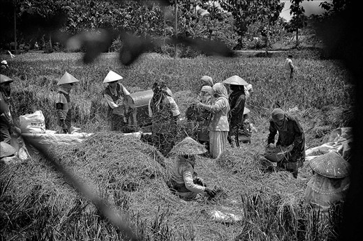 a group of farmers were harvesting paddy, in Indonesia, rice is the staple food. Agriculture in Indonesia is done traditionally, their groups and help each other.