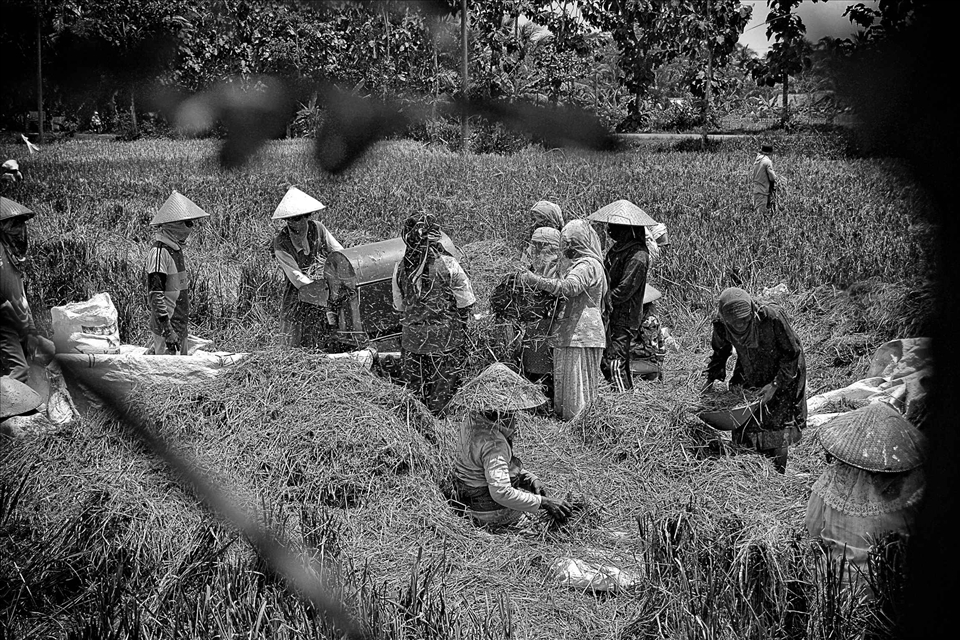 a group of farmers were harvesting paddy, in Indonesia, rice is the staple food. Agriculture in Indonesia is done traditionally, their groups and help each other.