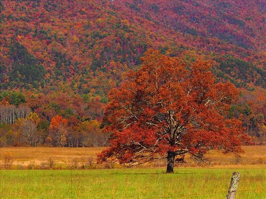 nature pic click by me