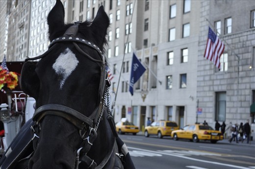 New York is loud with traffic and taxi's honking their horns, but every now and then you get a different sound the clip, clop, clip, clop. 