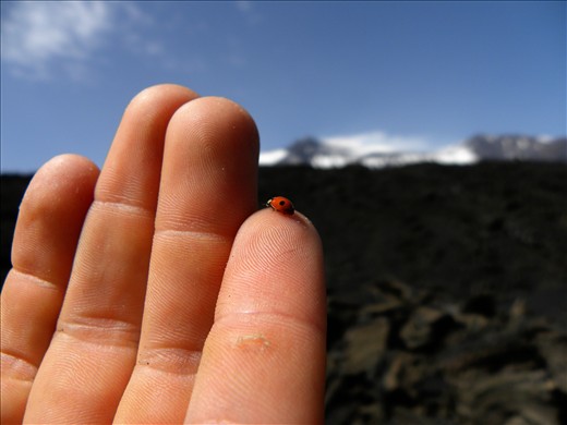 a breath of red in the dark:
in the Bove valley only the lava lives, no plants and no animals.
After a day of walk a ladybug has settled on my hand and teached me the beauty of life