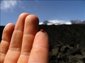 a breath of red in the dark:
in the Bove valley only the lava lives, no plants and no animals.
After a day of walk a ladybug has settled on my hand and teached me the beauty of life: by mongibello, Views[186]