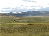 Animals on the steppe: by mongolianlife, Views[363]