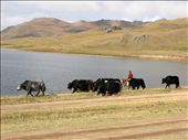 Man herding yaks: by mongolianlife, Views[286]