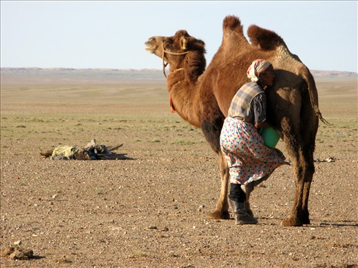 Woman milking camel