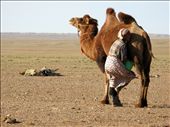 Woman milking camel: by mongolianlife, Views[1509]
